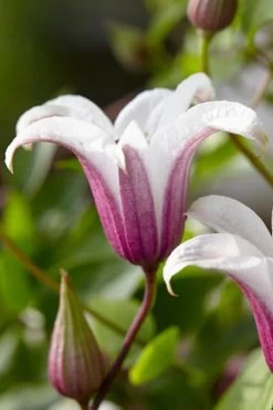 Princess Kate Clematis - 1 Gallon Pot -Shrub Plant Shop clematis texensis princess kate 18