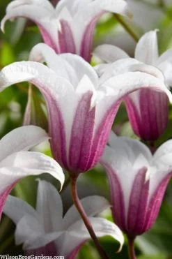 Princess Kate Clematis - 1 Gallon Pot -Shrub Plant Shop clematis texensis princess kate 23