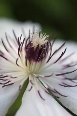 The Countess Of Wessex Clematis - 1 Gallon Pot -Shrub Plant Shop clematis the countess of wessex 4