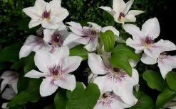 The Countess Of Wessex Clematis - 1 Gallon Pot -Shrub Plant Shop clematis the countess of wessex 5