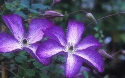 Venosa Violacea Clematis - 1 Gallon Pot -Shrub Plant Shop clematis venosa violacea 1