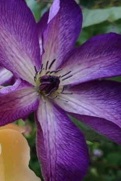 Venosa Violacea Clematis - 1 Gallon Pot -Shrub Plant Shop clematis venosa violacea 10