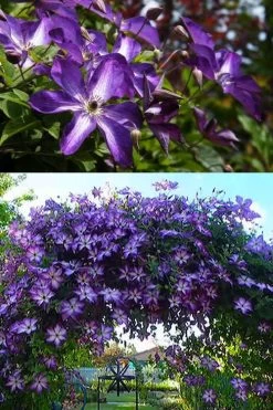 Venosa Violacea Clematis - 1 Gallon Pot -Shrub Plant Shop clematis venosa violacea 3