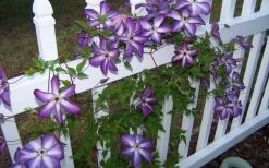 Venosa Violacea Clematis - 1 Gallon Pot -Shrub Plant Shop clematis venosa violacea 4