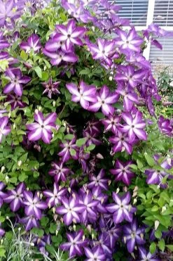 Venosa Violacea Clematis - 1 Gallon Pot -Shrub Plant Shop clematis venosa violacea 5