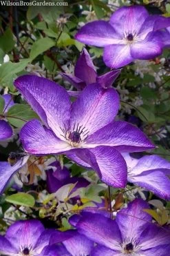 Venosa Violacea Clematis - 1 Gallon Pot -Shrub Plant Shop clematis venosa violacea 7