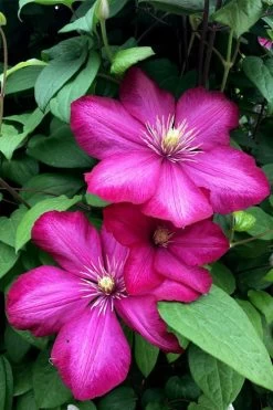 Ville De Lyon Clematis - 1 Gallon Pot -Shrub Plant Shop clematis ville de lyon 13
