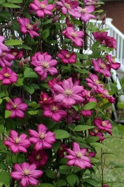 Ville De Lyon Clematis - 1 Gallon Pot -Shrub Plant Shop clematis ville de lyon 2