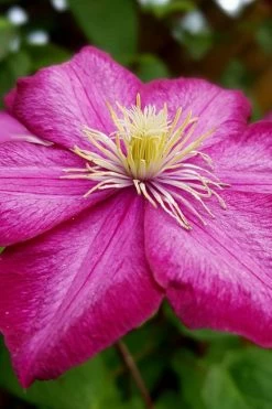 Ville De Lyon Clematis - 1 Gallon Pot -Shrub Plant Shop clematis ville de lyon 3