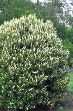 Summersweet Clethra (Sweet Pepperbush) - 1 Gallon Pot -Shrub Plant Shop clethra alnifolia summersweet sweet pepper bush 3