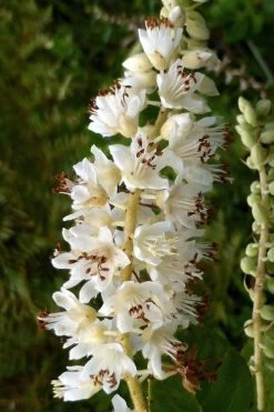 Summersweet Clethra (Sweet Pepperbush) - 1 Gallon Pot -Shrub Plant Shop clethra alnifolia summersweet sweet pepper bush 6