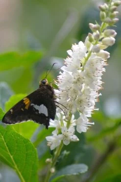 Summersweet Clethra (Sweet Pepperbush) - 1 Gallon Pot -Shrub Plant Shop clethra alnifolia summersweet sweet pepper bush 7