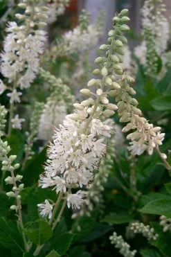 Summersweet Clethra (Sweet Pepperbush) - 1 Gallon Pot -Shrub Plant Shop clethra alnifolia summersweet sweet pepper bush 8