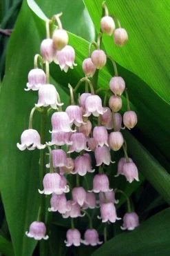 Pink Lily Of The Valley (Convallaria Majalis 'Rosea') - 1 Gallon Pot -Shrub Plant Shop convallaria majalis rosea pink lily of the valley 1