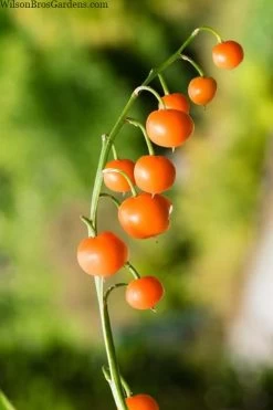 Pink Lily Of The Valley (Convallaria Majalis 'Rosea') - 1 Gallon Pot -Shrub Plant Shop convallaria majalis rosea pink lily of the valley 5