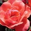 Coral Knock Out Rose - 1 Gallon Pot