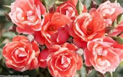 Coral Knock Out Rose - 1 Gallon Pot -Shrub Plant Shop coral knock out rose 101