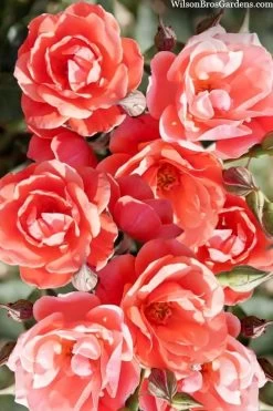 Coral Knock Out Rose - 1 Gallon Pot -Shrub Plant Shop coral knock out rose 102