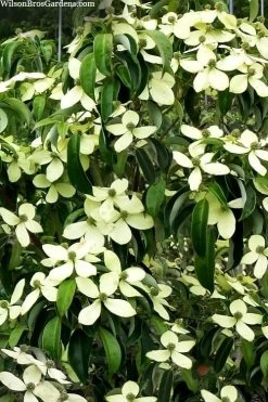 Bernice Evergreen Dogwood Tree (Cornus Angustata) - 2 Gallon Pot -Shrub Plant Shop cornus angusta bernice eveergreen dogwood tree 1