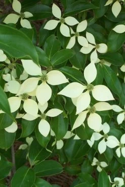 Bernice Evergreen Dogwood Tree (Cornus Angustata) - 2 Gallon Pot -Shrub Plant Shop cornus angustata bernice evergreen dogwood tree 2