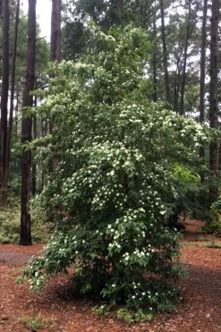 Bernice Evergreen Dogwood Tree (Cornus Angustata) - 2 Gallon Pot -Shrub Plant Shop cornus angustata bernice evergreen dogwood tree 4