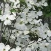 Jean's Appalachian Snow White Dogwood Tree - 7 Gallon Pot (5-6')