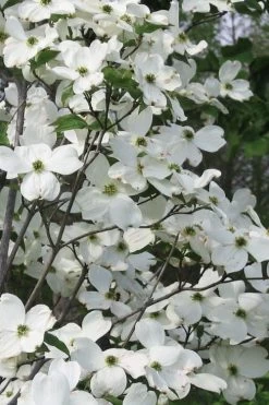 Jean's Appalachian Snow White Dogwood Tree - 7 Gallon Pot (5-6')