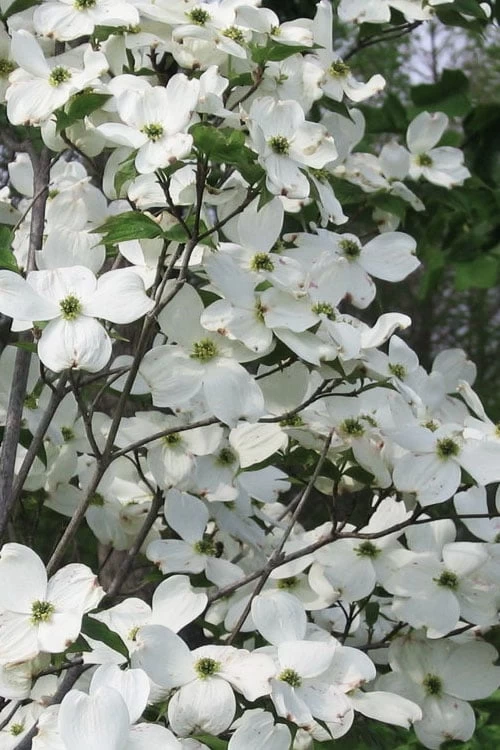 Jean's Appalachian Snow White Dogwood Tree - 7 Gallon Pot (5-6') 1 Jean's Appalachian Snow White Dogwood Tree - 7 Gallon Pot (5-6')