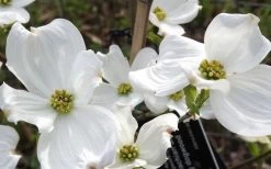 Jean's Appalachian Snow White Dogwood Tree - 7 Gallon Pot (5-6') 13 Jean's Appalachian Snow White Dogwood Tree - 7 Gallon Pot (5-6') -Shrub Plant Shop cornus florida jeans appalachian snow white dogwood 4