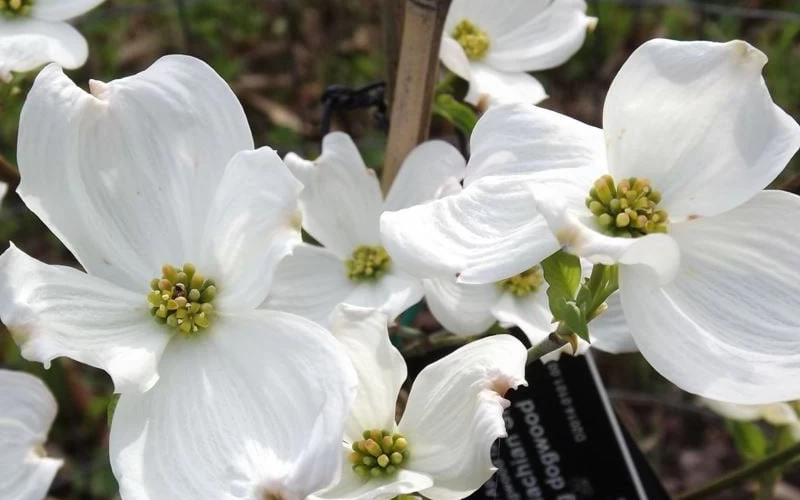 Jean's Appalachian Snow White Dogwood Tree - 7 Gallon Pot (5-6') 7 Jean's Appalachian Snow White Dogwood Tree - 7 Gallon Pot (5-6') - Image 7