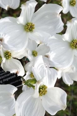 Jean's Appalachian Snow White Dogwood Tree - 7 Gallon Pot (5-6') 10 Jean's Appalachian Snow White Dogwood Tree - 7 Gallon Pot (5-6') -Shrub Plant Shop cornus florida jeans appalachian snow white dogwood 5