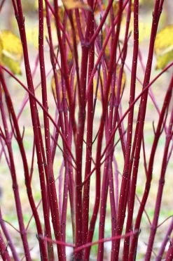 Red Osier Red Twig Dogwood (Cornus Sericea) - 2 Gallon Pot 11 Red Osier Red Twig Dogwood (Cornus Sericea) - 2 Gallon Pot -Shrub Plant Shop cornus sericera red osier dogwood 1