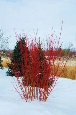 Red Osier Red Twig Dogwood (Cornus Sericea) - 2 Gallon Pot 10 Red Osier Red Twig Dogwood (Cornus Sericea) - 2 Gallon Pot -Shrub Plant Shop cornus sericera red osier dogwood 4