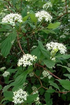 Red Osier Red Twig Dogwood (Cornus Sericea) - 2 Gallon Pot 12 Red Osier Red Twig Dogwood (Cornus Sericea) - 2 Gallon Pot -Shrub Plant Shop cornus sericera red osier dogwood 5