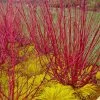 Red Osier Red Twig Dogwood (Cornus Sericea) - 2 Gallon Pot