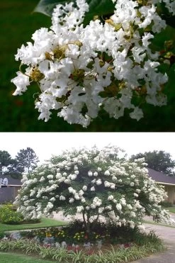 Acoma Weeping White Crape Myrtle - 7 Gallon Pot (4-5') -Shrub Plant Shop crape myrtle acoma 500x750 1