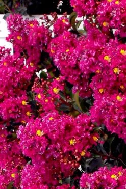 Berry Dazzle Dwarf Crape Myrtle (Single-Trunk Topiary) - 7 Gallon Pot 9 Berry Dazzle Dwarf Crape Myrtle (Single-Trunk Topiary) - 7 Gallon Pot -Shrub Plant Shop crape myrtle berry dazzle tree form topiary standard 2
