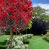 Black Diamond Best Red Crape Myrtle (Single Trunk Tree) - 7 Gallon Pot