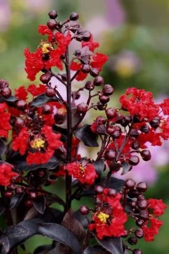 Center Stage Red Black Leaf Crape Myrtle -2 Gallon Pot -Shrub Plant Shop crape myrtle center stage red 1
