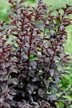 Center Stage Red Black Leaf Crape Myrtle -2 Gallon Pot -Shrub Plant Shop crape myrtle center stage red 4