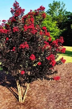 Center Stage Red Black Leaf Crape Myrtle -2 Gallon Pot -Shrub Plant Shop crape myrtle center stage red 5
