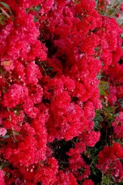 Cherry Dazzle Dwarf Crape Myrtle - 2 Gallon Pot -Shrub Plant Shop crape myrtle cherry dazzle 30