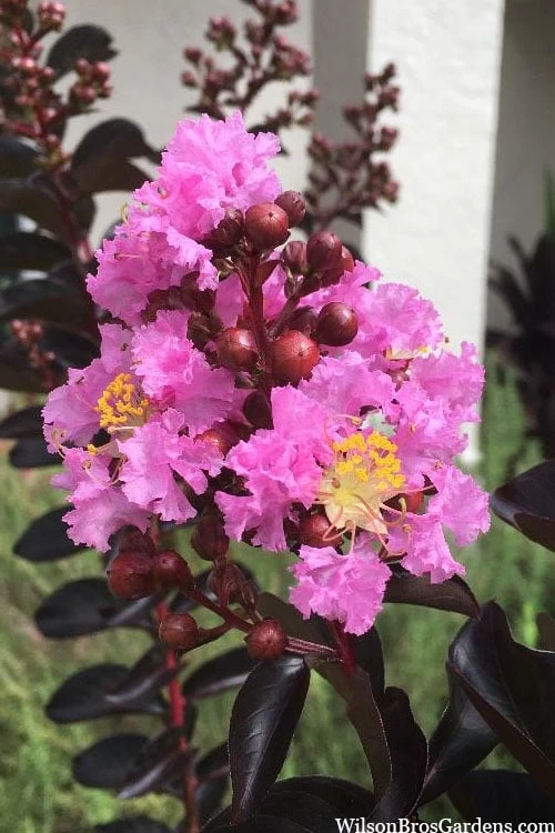 Delta Jazz Crape Myrtle - 3 Gallon Pot 1 Delta Jazz Crape Myrtle - 3 Gallon Pot