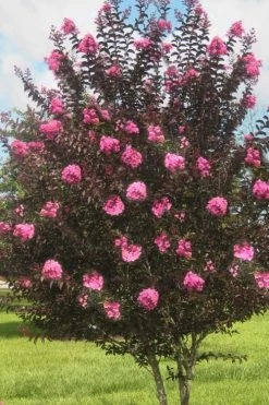 Delta Jazz Crape Myrtle - 3 Gallon Pot 9 Delta Jazz Crape Myrtle - 3 Gallon Pot -Shrub Plant Shop crape myrtle delta jazz 50