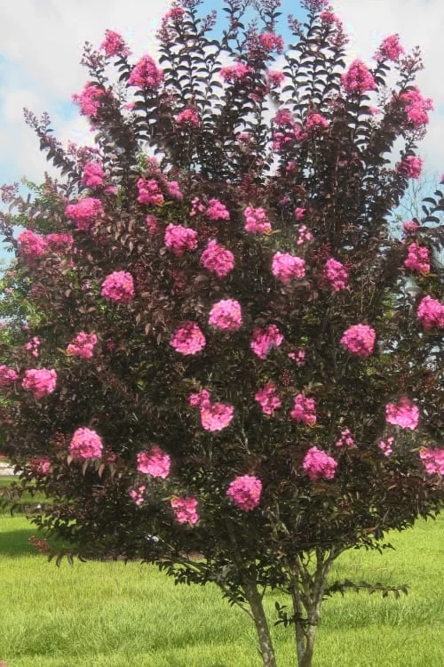 Delta Jazz Crape Myrtle - 3 Gallon Pot 4 Delta Jazz Crape Myrtle - 3 Gallon Pot - Image 4