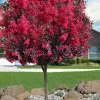 Double Dynamite Crape Myrtle Tree (Single Trunk Tree) - 5 Gallon Pot