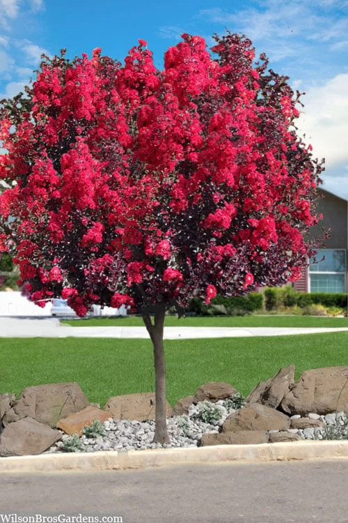 Double Dynamite Crape Myrtle Tree (Single Trunk Tree) - 7 Gallon Pot (5-6') 1 Double Dynamite Crape Myrtle Tree (Single Trunk Tree) - 7 Gallon Pot (5-6')