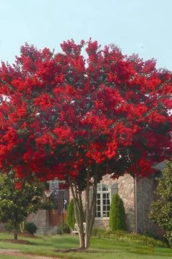 Dynamite Red Crape Myrtle - 7 Gallon Pot (3-4') -Shrub Plant Shop crape myrtle dynamite 10 1