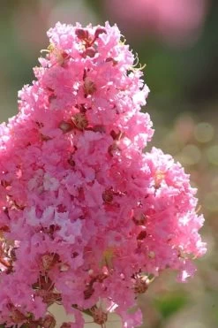 Sioux Pink Crape Myrtle Tree (Single Trunk) - 5 Gallon Pot -Shrub Plant Shop crape myrtle sioux pink 52