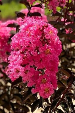 Twilight Magic Crape Myrtle Tree (Single Trunk) - 5 Gallon Pot 7 Twilight Magic Crape Myrtle Tree (Single Trunk) - 5 Gallon Pot -Shrub Plant Shop crape myrtle twilight magic 1